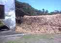 Bagasse