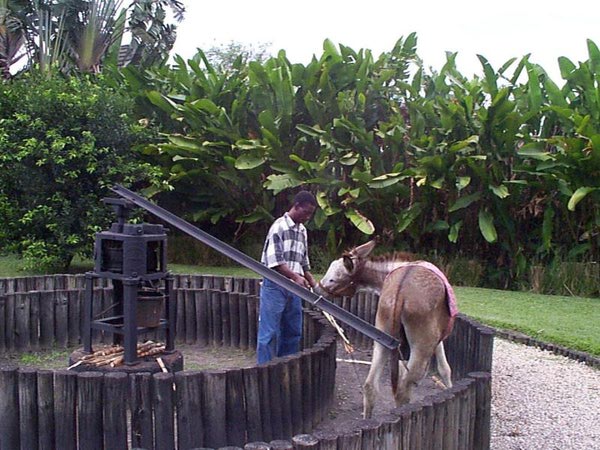 Pressing the sugar cane the old way at Appleton Estates Rum Distillery
