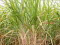 It all begins with fresh sugar cane.