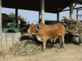 Transport to mill by ox.