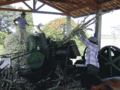 The milling of the fresh sugar cane.